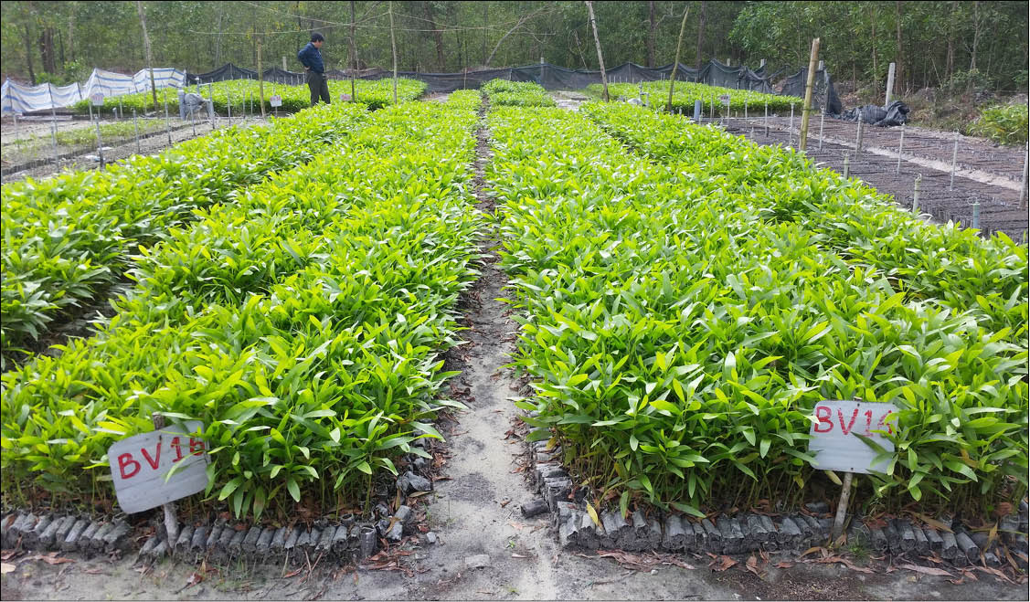 Cây giống sưa đỏ