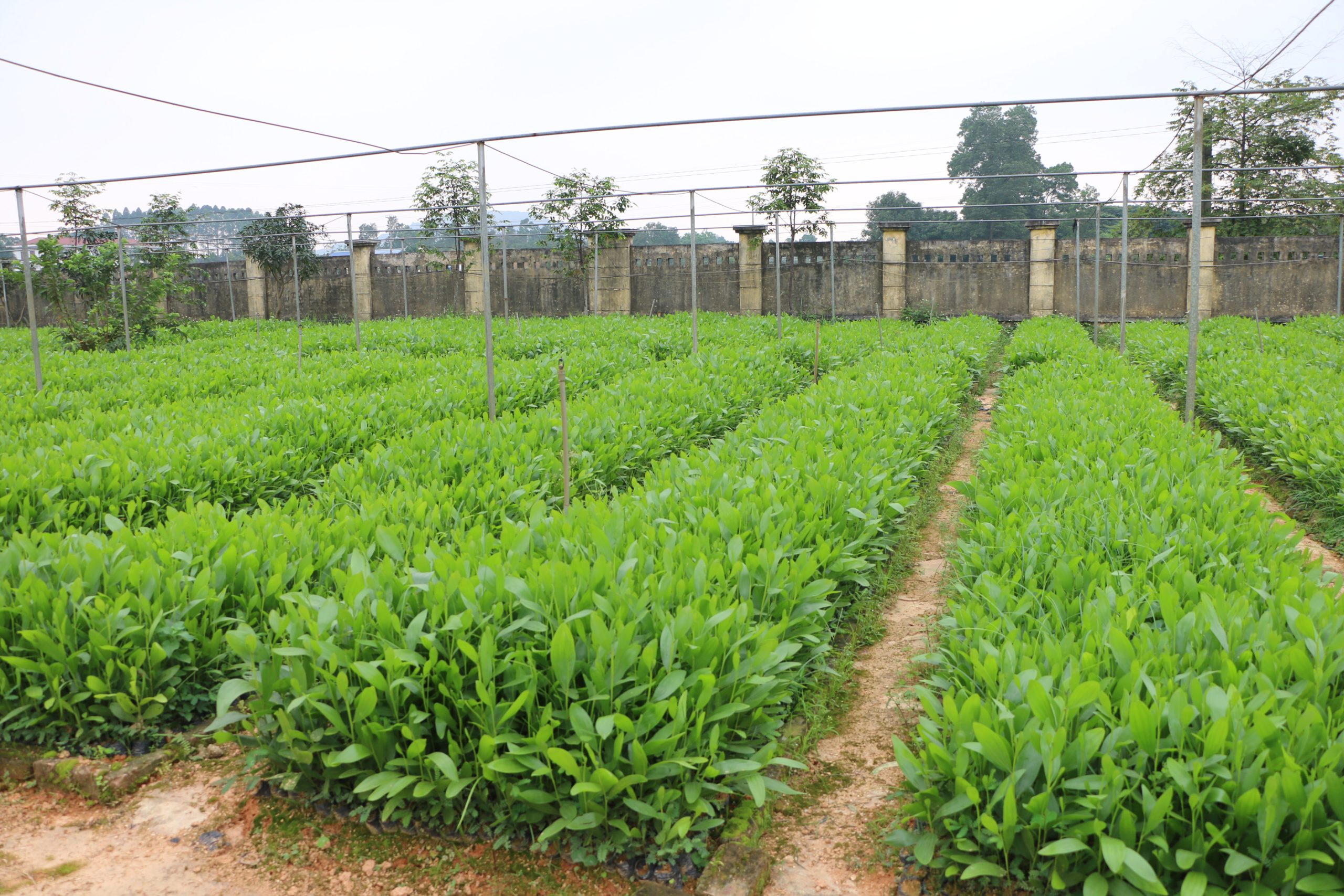 Cây Trầm kỳ nam - trầm kỳ hải nam