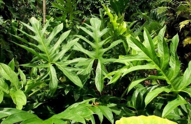 Giống cây trà hoa vàng (tam đảo) ba chẽ chuẩn giống F1