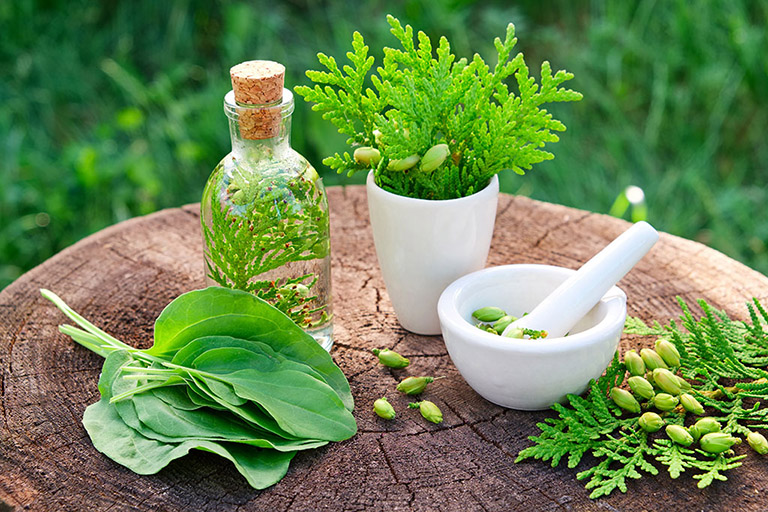Giống cây trà hoa vàng (tam đảo) ba chẽ chuẩn giống F1